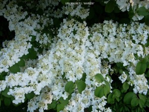 Viburnum plicatum f. tomentosum 'Mariesii' - blossom